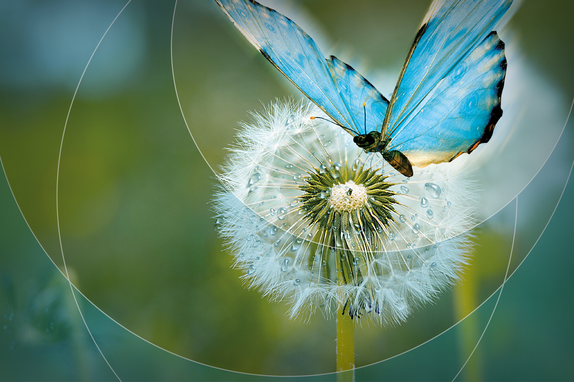 Visual Novo Nordisk